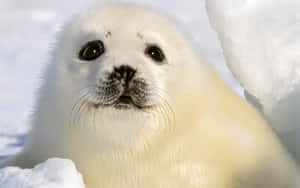 Playful Seal Swimming Underwater Wallpaper