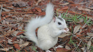 Playful Squirrel Nibbling Food Wallpaper