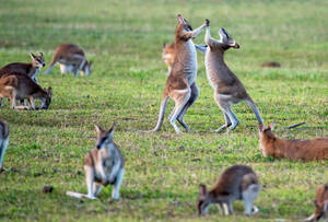 Playful Wallaroos Of Australia Wallpaper