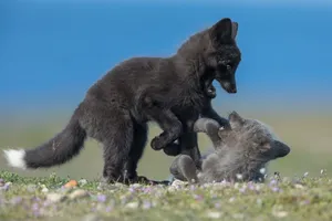 Playing Baby Foxes Wallpaper