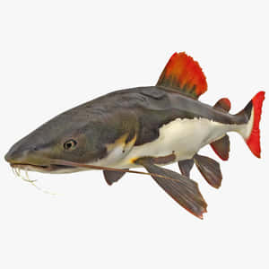 Png Catfish Wallpaper