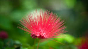 Pointy Red Nature Flower Wallpaper