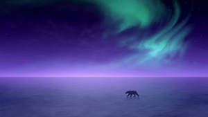 Polar Bear And Aurora Borealis Unique Hd Wallpaper