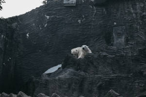 Polar Bear Dark Stone Shelter Wallpaper