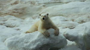 Polar Bear On A Snowy Floor Wallpaper