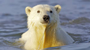 Polar Bear Swimming Wallpaper