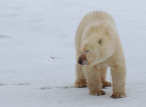 Polar Bear With Closed Eyes Wallpaper