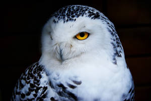 Polar Owl Macro Wallpaper