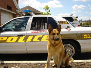 Police Car K-9 Unit Wallpaper