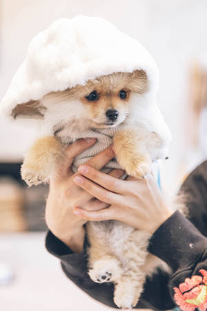 Pomeranian Puppy Hoodie Wallpaper