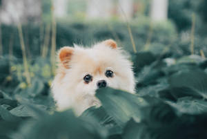 Pomeranian Puppy Peeking Behind Leaves Wallpaper