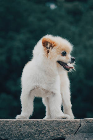 Pomeranian Spitz Round Coat Wallpaper