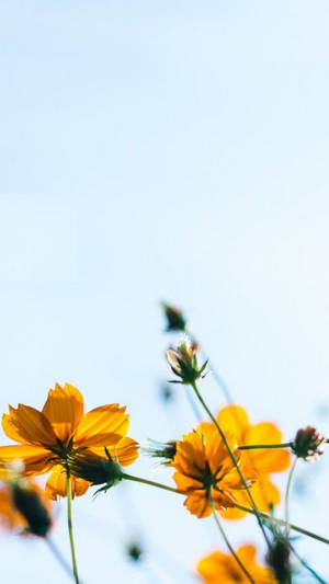 Popular Phone Coreopsis Wallpaper