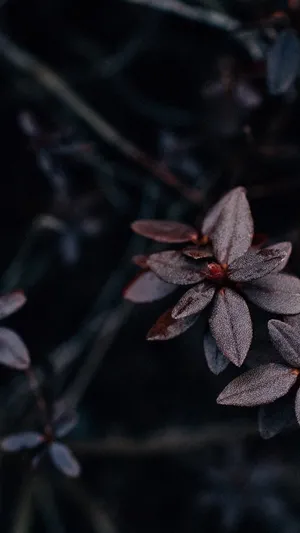 Popular Phone Plant Brown Wallpaper