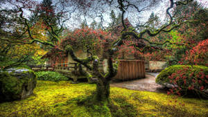 Portland Japanese Garden Tree Wallpaper