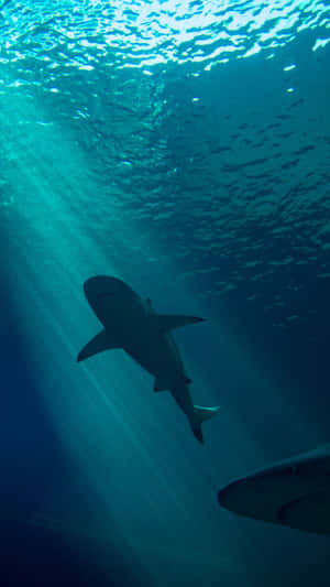 Portrait Blue Green Ocean With Black Shark Background Wallpaper