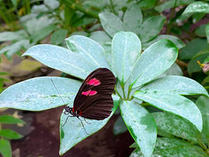 Postman Aesthetic Butterfly Wallpaper