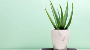 Pot Of Aloe Vera Plant Wallpaper