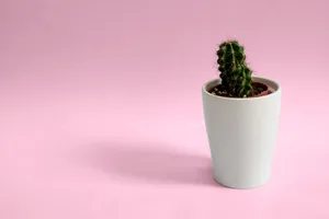 Potted Mini Cactus Minimalist Plant Desktop Wallpaper