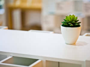 Potted Succulenton Desk Wallpaper