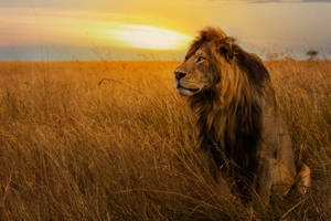 Prairie Lion Laptop Wallpaper