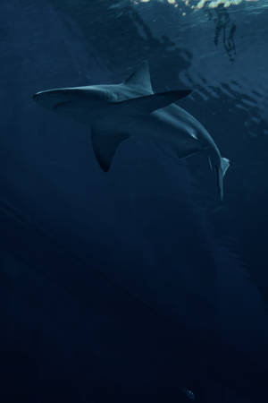 Predator Shark Swimming On Ocean Wallpaper