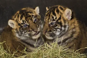 Predator Tiger Cubs Wallpaper