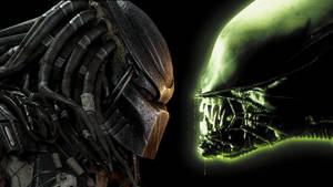 Predator Versus Alien Wallpaper