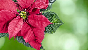 Prestige Maroon Poinsettia Wallpaper