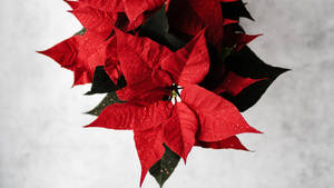 Prestige Red Poinsettia Wallpaper