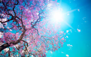 Pretty Background Shining Sun Sakura Wallpaper