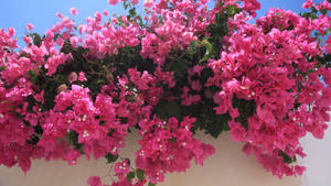 Pretty Bougainvillea Vines Wallpaper