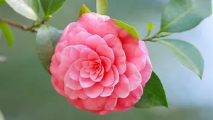 Pretty Camellia Sasanqua Flower Wallpaper