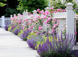 Pretty Desktop Garden Fence Wallpaper