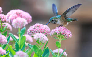 Pretty Desktop Hummingbird Wallpaper