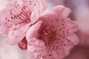 Pretty Desktop Pink Flowers Wallpaper