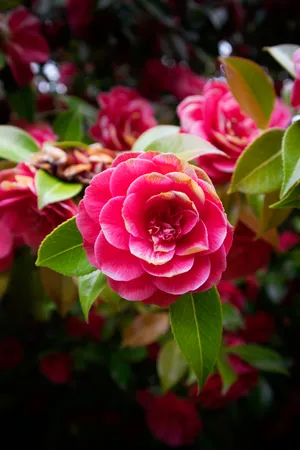 Pretty Iphone Rose Wallpaper