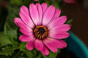 Pretty Pink Cape Marguerite Flower Wallpaper