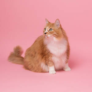 Pretty Pink Kitty Strikes A Curious Pose Wallpaper