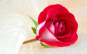 Pretty Pink Rose Flower Wallpaper