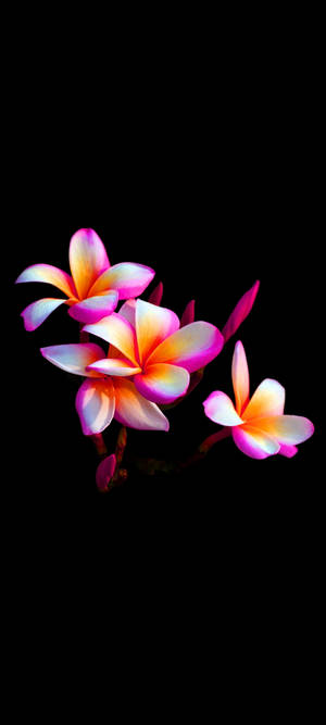 Pretty Plumeria Flower Mobile Wallpaper