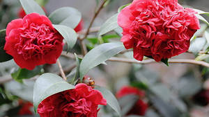 Pretty Red Camellia Sasanqua Wallpaper