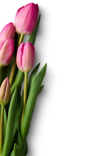 Pretty Rose-pink Tulips Wallpaper