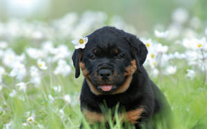 Pretty Rottweiler Puppy Wallpaper