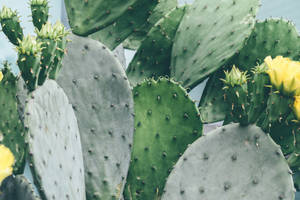 Prickly Pear Aesthetic Cactuses Wallpaper