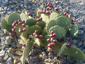 Prickly Pear Coastal Cactus Wallpaper