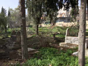 Pristine Beauty Of Independence Park Wallpaper