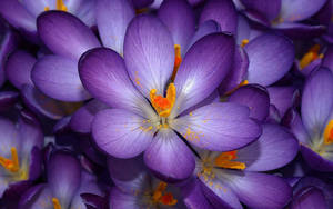 Pristine Saffron Crocus In Blossom Wallpaper