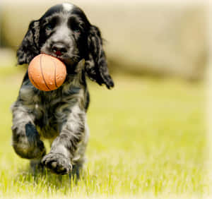 Professional Dog Trainer Teaching A Happy Golden Retriever How To Sit In A Park. Wallpaper