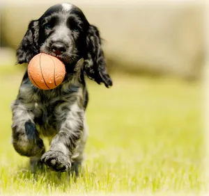 Professional Dog Trainer Teaching A Happy Golden Retriever How To Sit In A Park. Wallpaper